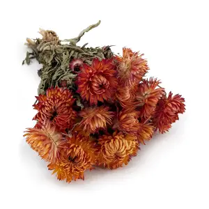 Getrocknete Strohblume Granvia® - (Helichrysum Granvia®) - Orange