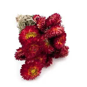 Getrocknete Strohblume Granvia® - (Helichrysum Granvia®) - Rot