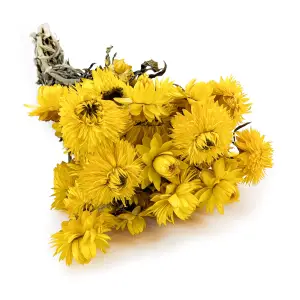 Getrocknete Strohblume Granvia® - (Helichrysum Granvia®) - Gelb