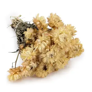 Getrocknete Strohblume Granvia® - (Helichrysum Granvia®) - Strohfarben