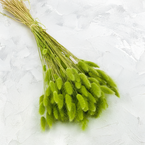 Lagurus LT Green 1.png