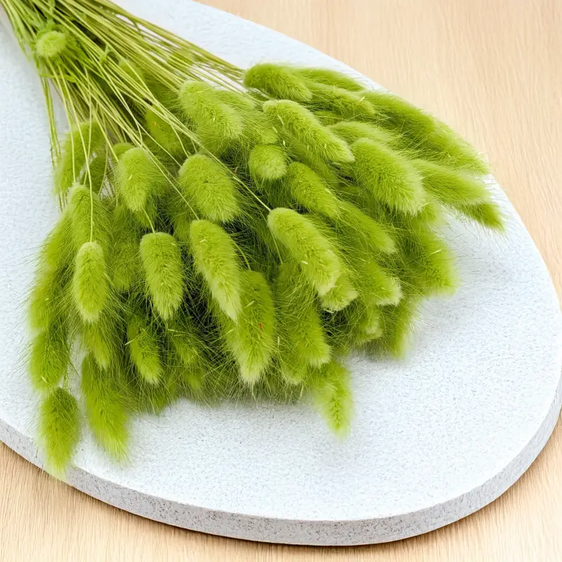 Lagurus LT Green 2.png