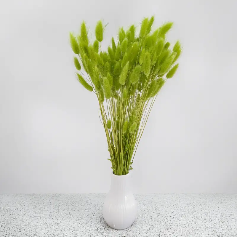 Lagurus LT Green 5.png