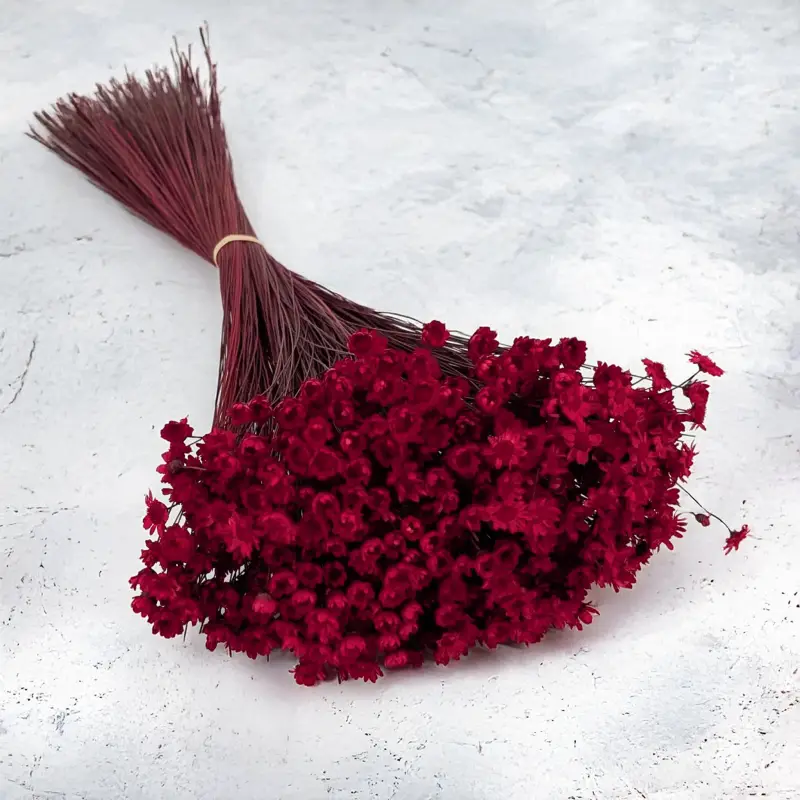 Glixia czerwona 1.png