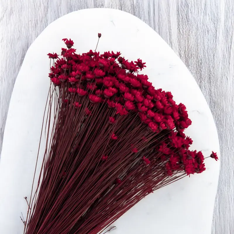 Glixia czerwona 4.png