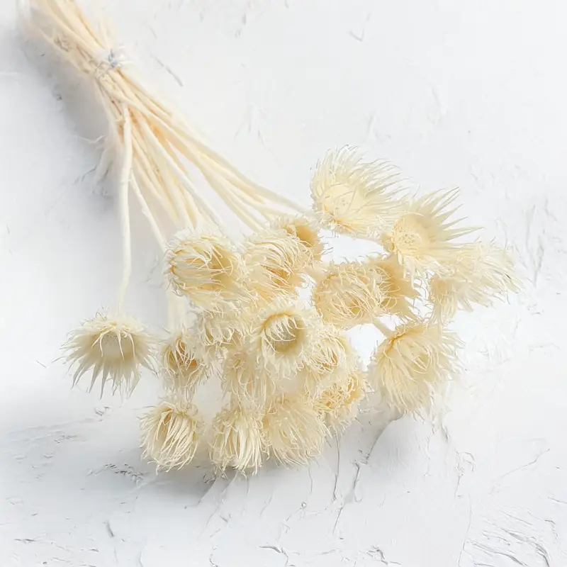 Cardo Bleached 1.png