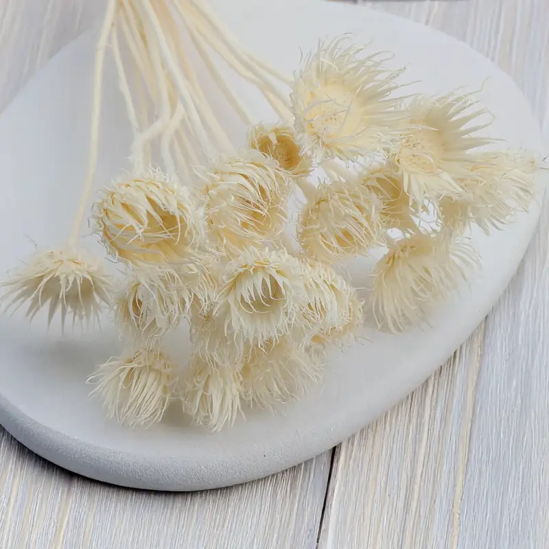 Cardo Bleached 2.png