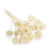 Cardo Bleached 00.png