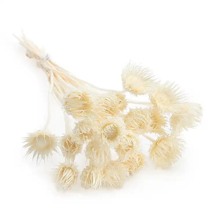 Cardo Bleached 00.png