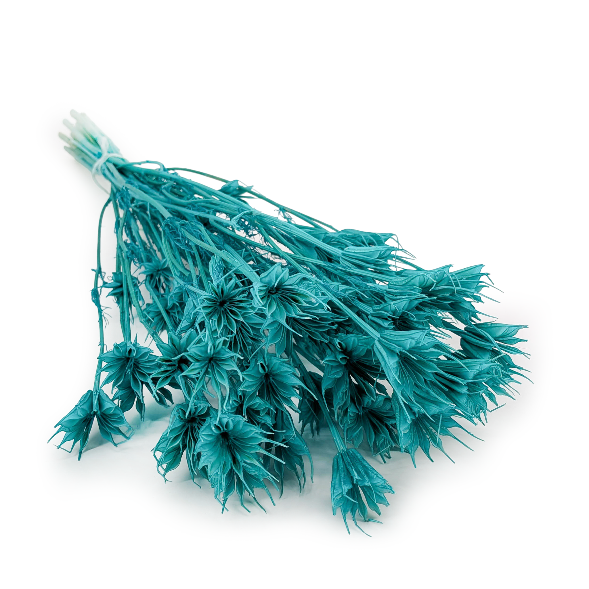 Orientalische Schwarzkümmelblume Getrocknete - (Nigella Orientalis) - Minzgrün