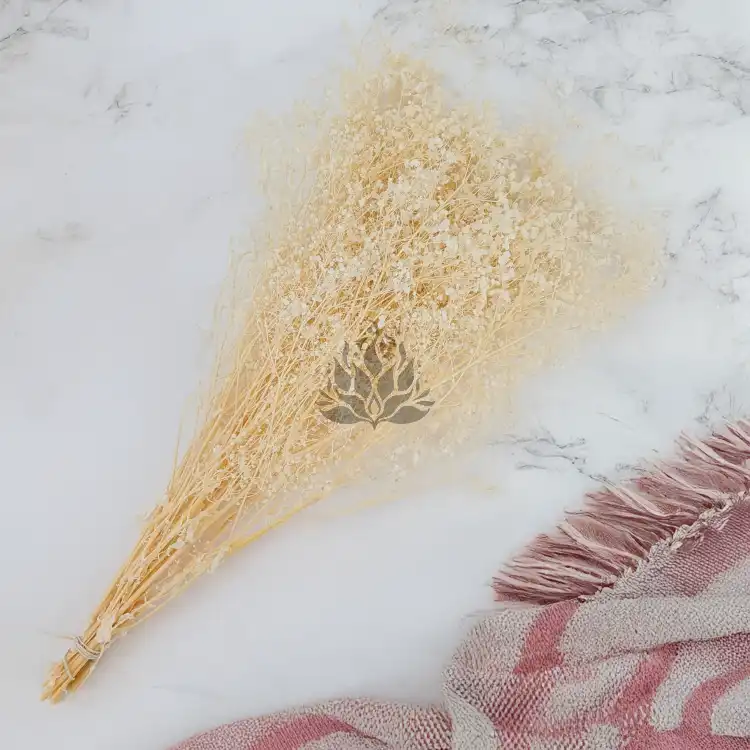 gips royal creamy white 3.png