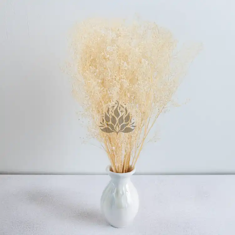 gips royal creamy white 5.png