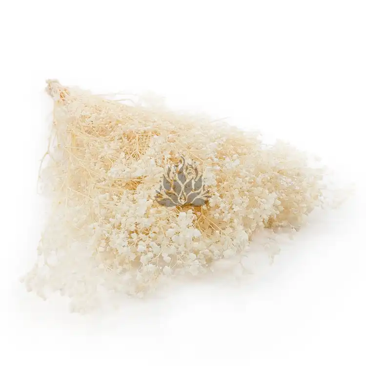Gips Crema.png