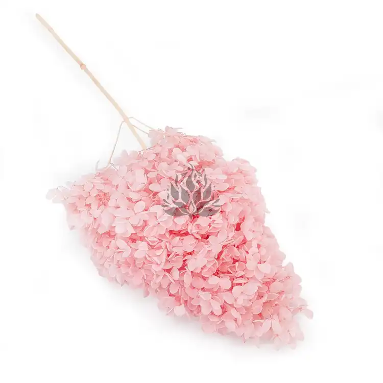 Hortensja Conical soft pink.png