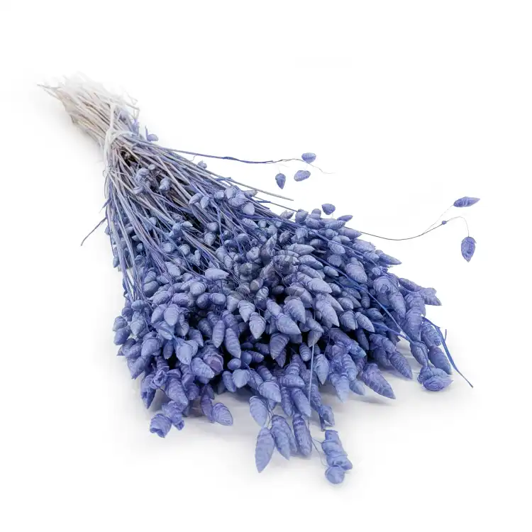 Briza Maxima fioletowa 0.png