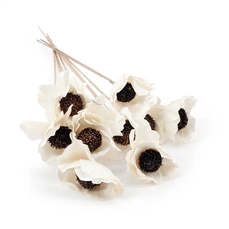Shola - sola - Poppy bukiet 10szt.png