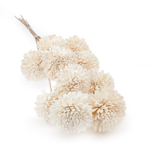 Shola - sola - Zinnia bukiet 10szt.png