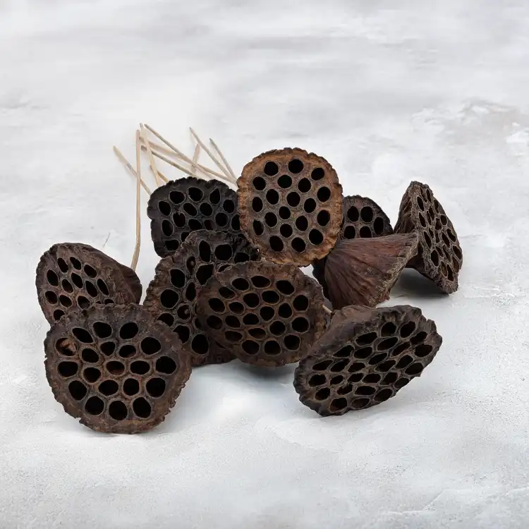 Lotus na piku XL 1.png