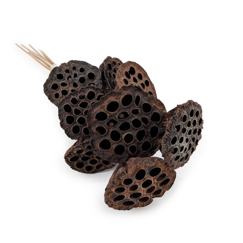 Lotus na piku M.png