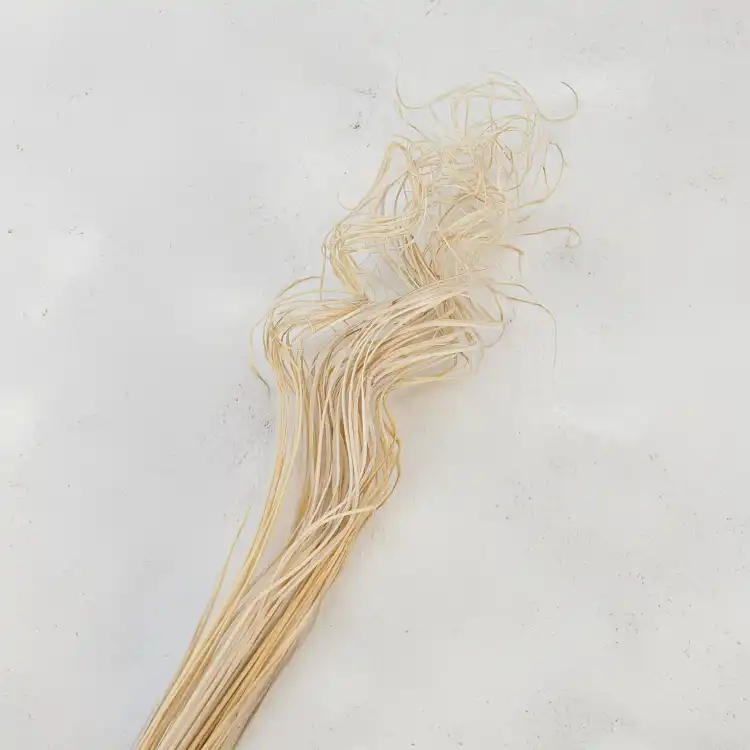 Curly ting 3.png