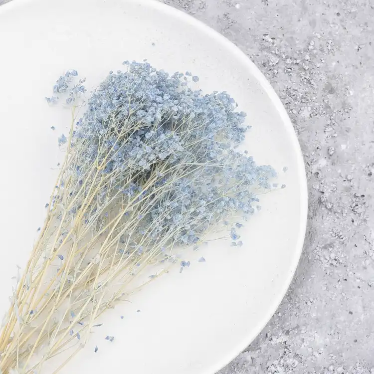 Gypsophila Cotton Sky Blue 10_1.png
