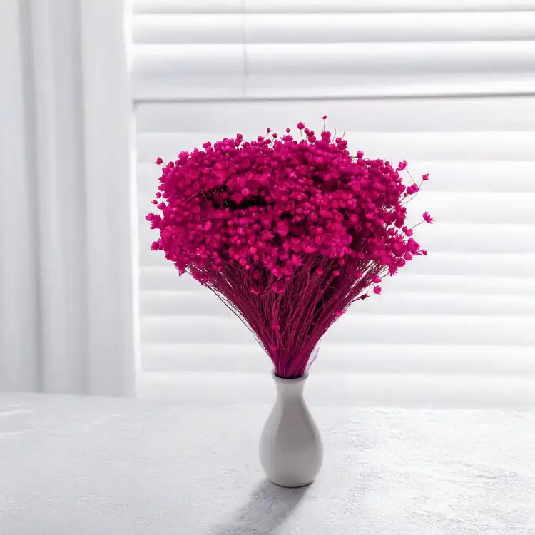 Glixia fuchsia IT 5.png