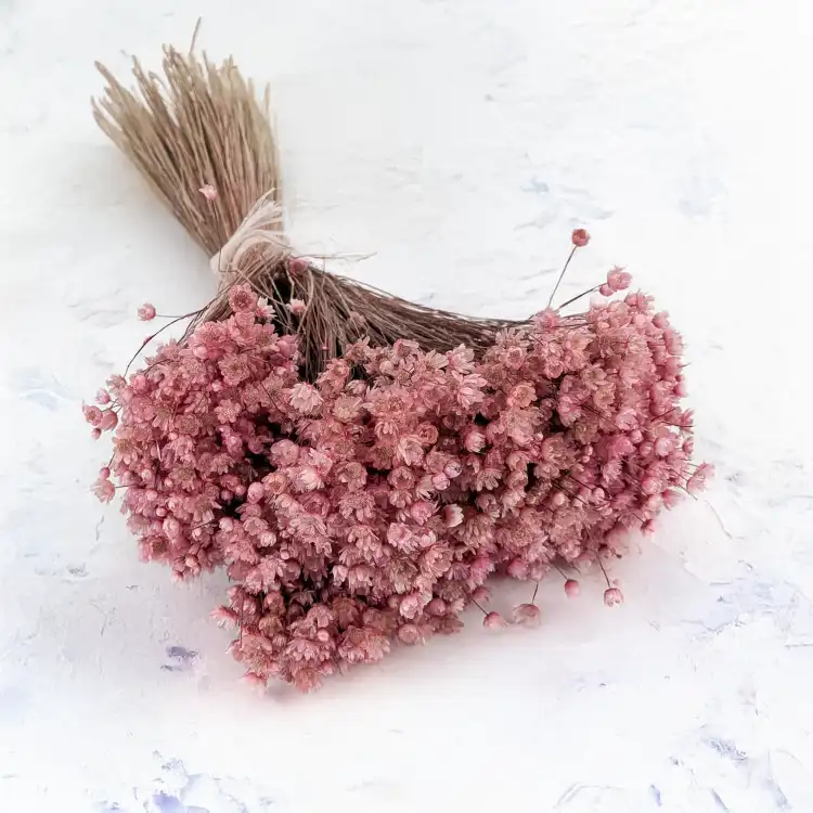 Glixia pink IT 1.png