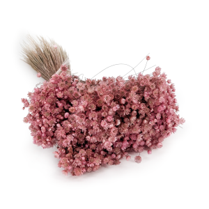Glixia pink IT.png
