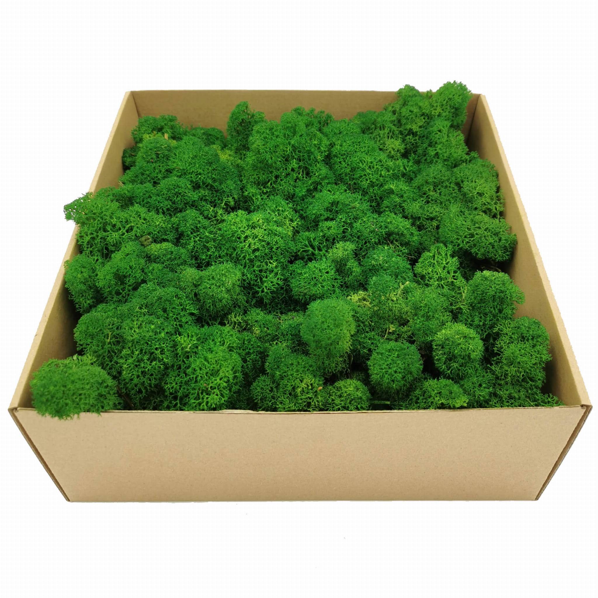 Stabilisiertes Rentiermoos - Alpen - Grün 250g NET