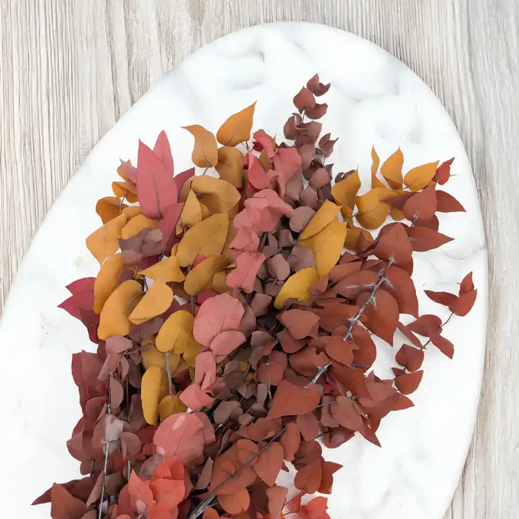Eukaliptus Stuartiana jesienny RC 4.png