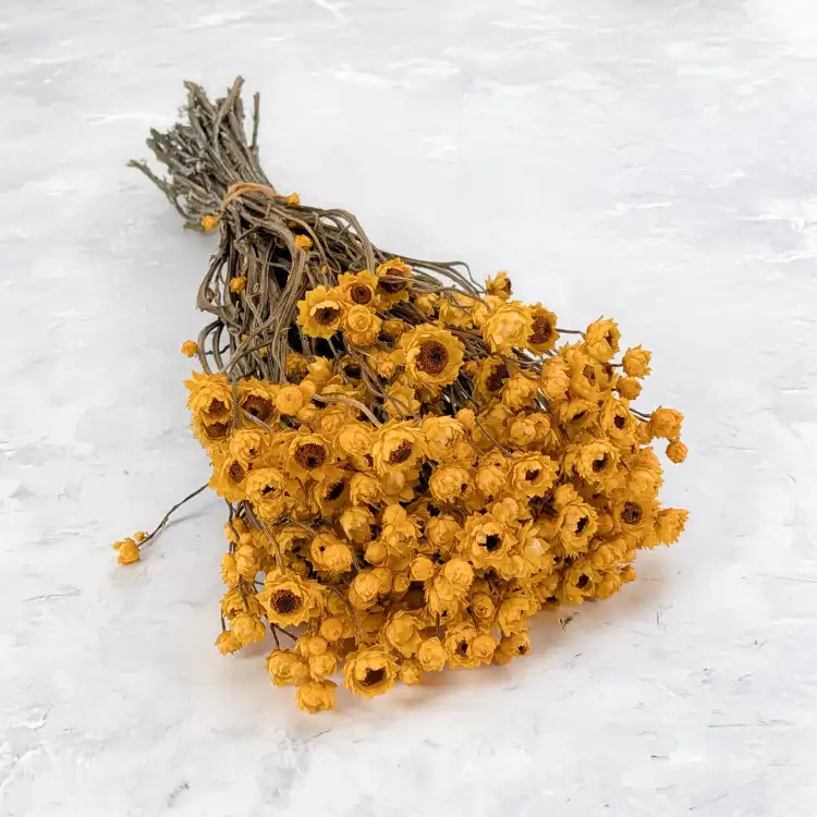 Ammobium zółte SZ 1.png
