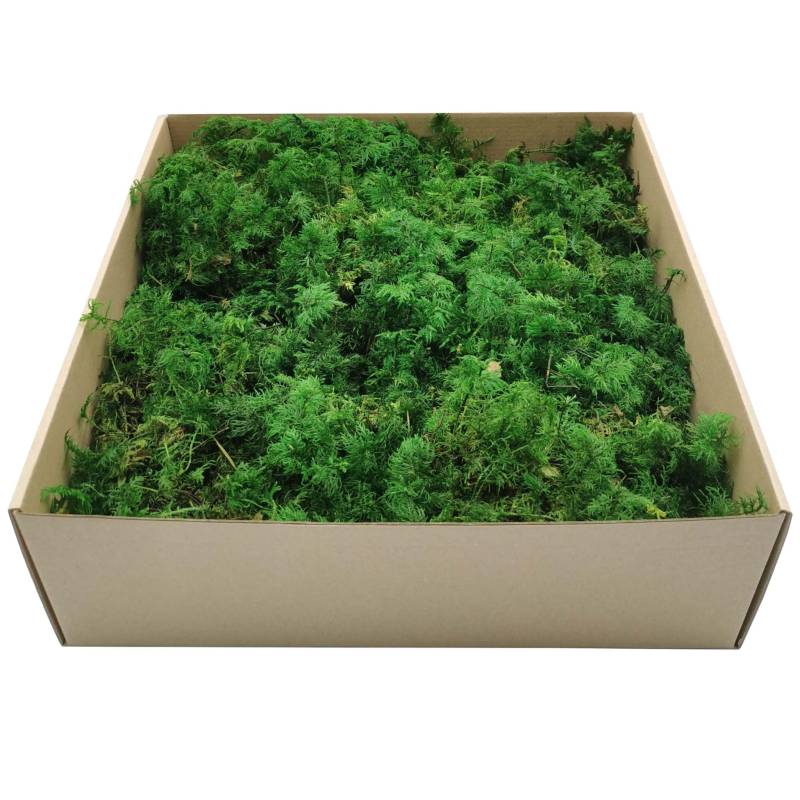 Mech Paprociowy Zielony 1.jpg