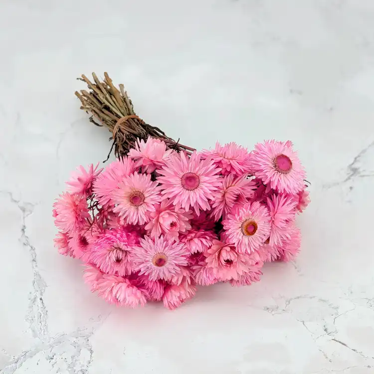 Kocanka j.roz farb Sz.png 1.png