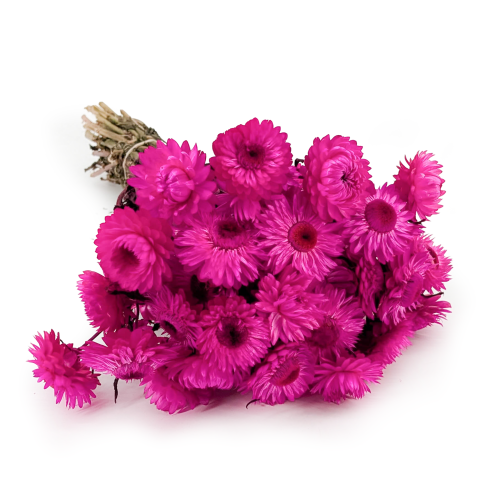 kocanka mocny roz SZ.png