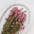 Gomfrena roz lisc Sz 4.png
