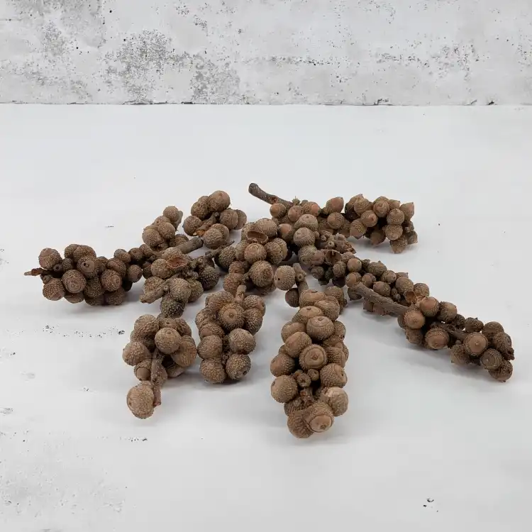 Acorn bunch naturalny 1.png