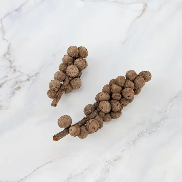 Acorn bunch naturalny 2.png