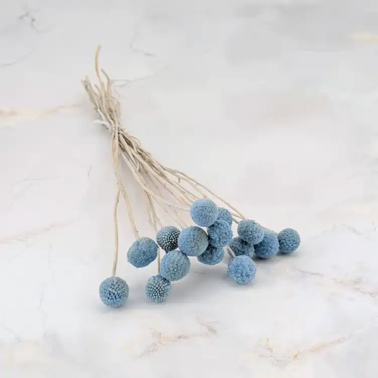 craspedia lt blue it 1.png