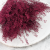lepidium bordowe 2.png