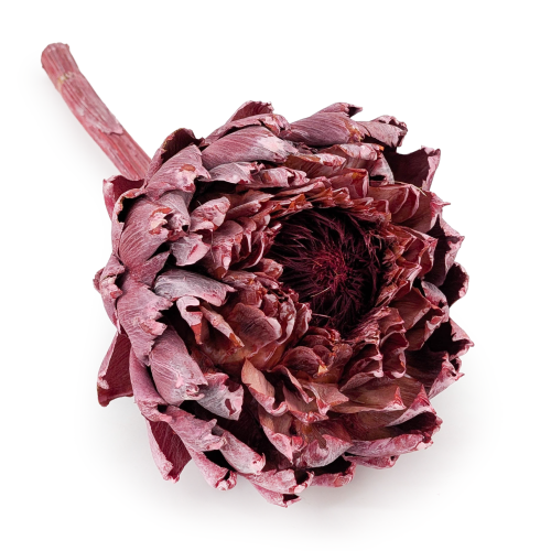 Karczoch suszony – Artichoke – Frosted Red – 1szt.png