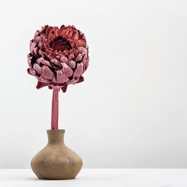 Karczoch suszony – Artichoke – Frosted Red – 1szt_1.png