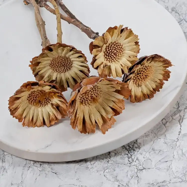 Compacta rosette cream 1.png