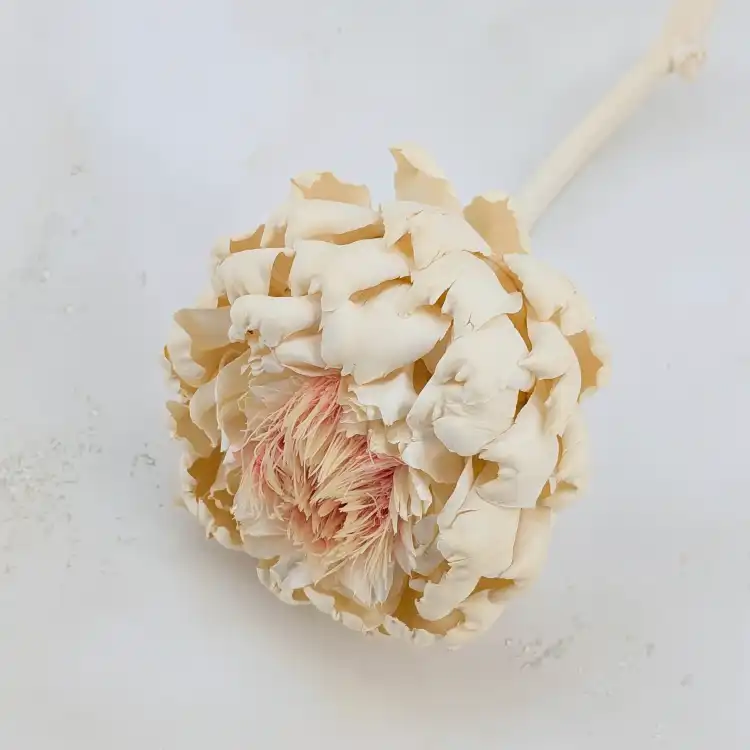 Architoke bleached 2.png