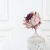 Karczoch suszony – Artichoke – Frosted Rose – 1szt_3.png