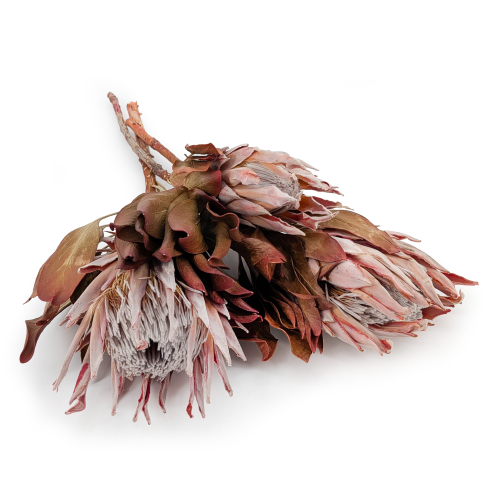 Protea King red.png