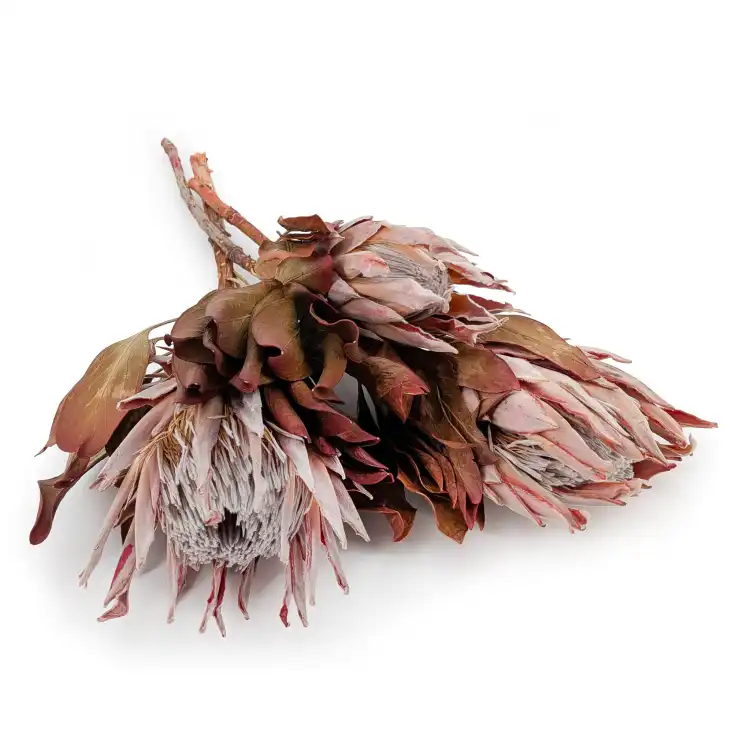 Protea King red.png