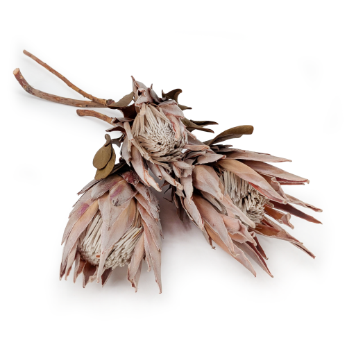 Protea King pink.png