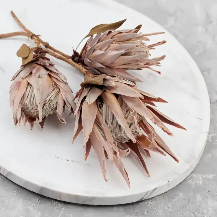Protea King pink 4.png