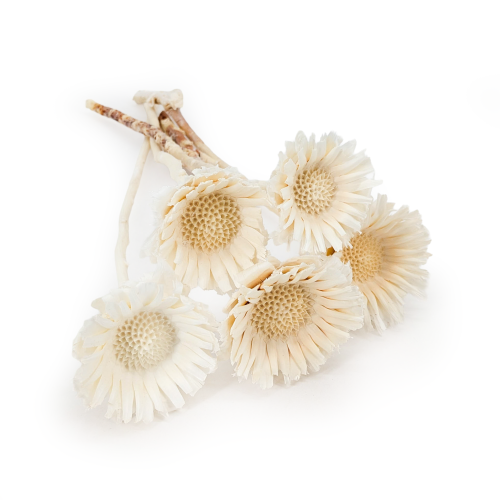 Suszona Protea (Compacta Rosette) - Bielona - 5szt.png