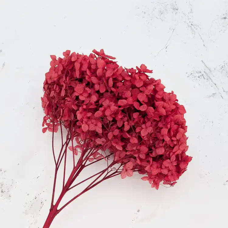 Hydrangea Burgund Royal 4.png